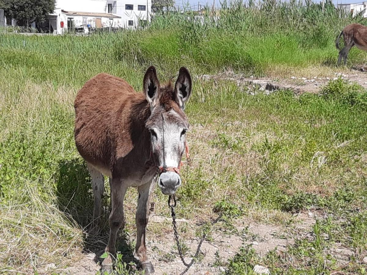 Caseta Del Delta De L'Ebre Sant Jaume d'Enveja Dış mekan fotoğraf